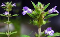 Кошачья мята — лечебные свойства для кошек и людей