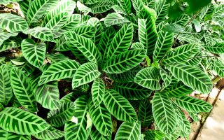 Вся правда о цвитке диффенбахии с мистичной стороны — фото и приметы