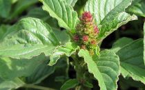 Амарант или щирица запрокинутая — лечебные свойства и применения