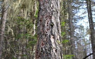 Как эффективно избавиться от короеда в дереве