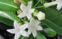 Можно ли держать дома стефанотис — приметы и советы, фото