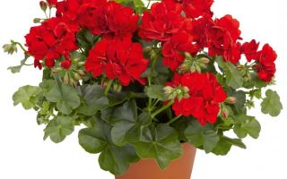 Герань в доме — огонь любви и радости