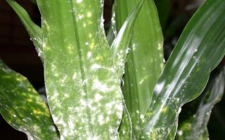 Тля на растениях причины и решения