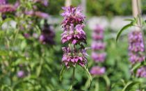 Монарда лимонная — фото и полезные свойства