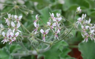 Ароматизированная перечная пеларгония — описания и фото растения