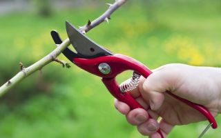 Обрезка деревьев и кустарников: главные правила