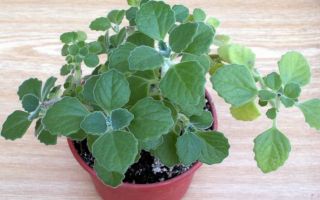 Плектрантус: приметы и суеверия — мольного дерева