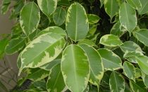 Значения и суеверия примет о фикусе