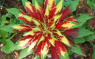 Амарант мира — описания и фото растения