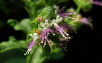 Пачули — применения листьев в медицине и парфюмерии