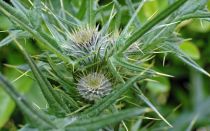 Татарник колючий — применение двойника чертополоха