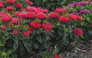 Монарда двойчатая — фото и свойства растения
