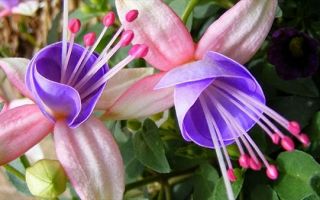 Традесканция — комнатный цветок с приметами и фото