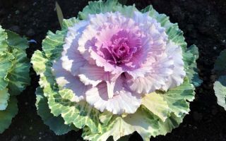 Чёрная тосканская капуста фото и описания растения