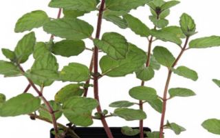 Самый распространенный вид — садовая мята в фотографиях и словах