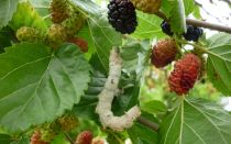 Ягода шелковицы — белая или черная?