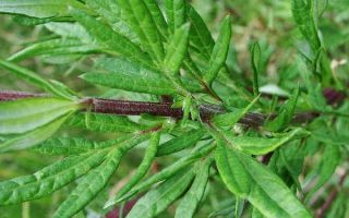 Свойства и фото полыни обыкновенной