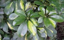 Шефлера в доме приметы и фото