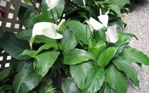 Цветок «Женское счастье» — легенда, приметы и магические свойства спатифиллума